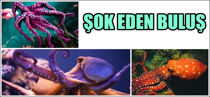 BİLİM DÜNYASI ŞOKTA; BU HAYVAN DÜNYALI DEĞİL 1