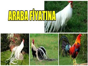 İŞTE DÜNYANIN EN PAHALI HOROZLARI