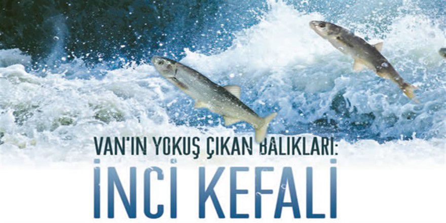İŞTE VAN'IN UÇAN BALIĞININ ÖYKÜSÜ