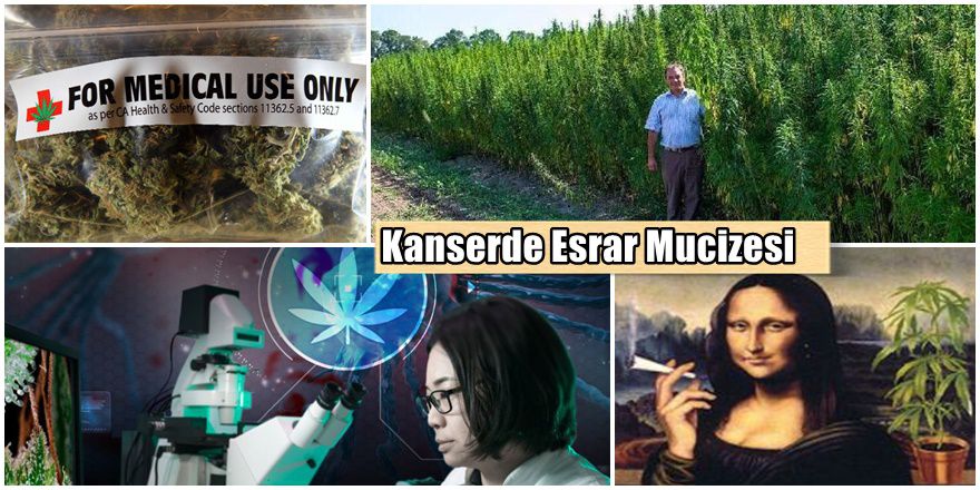 Esrar ile "KANSER" tedavi merkezi açılıyor