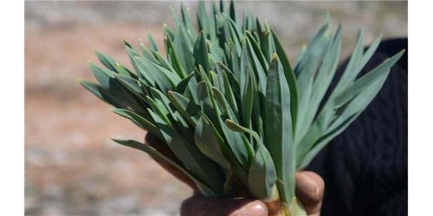 Doğal Antibiyotik 'Gulik Otu' Kadınların Ekmek Kapısı Oldu