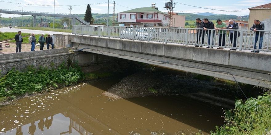 Samsun'da korkutan balık ölümleri