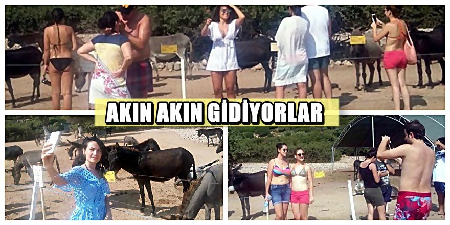 Eşekler o adada turizmi böyle patlattı