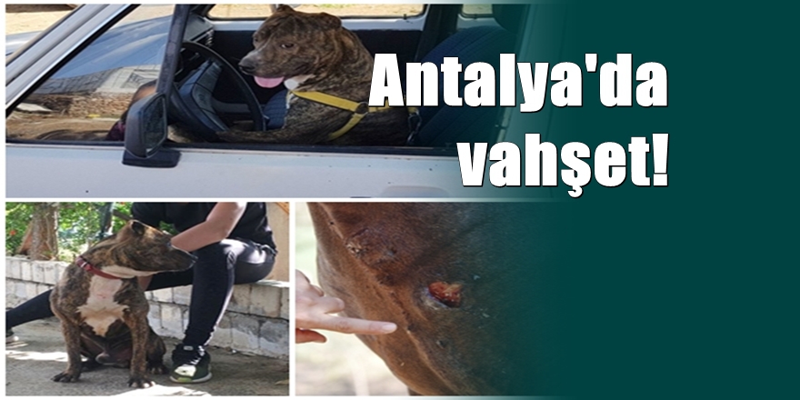 Antalya'da vahşet: Atına saldıran köpeği otomobili ile ezdi 1
