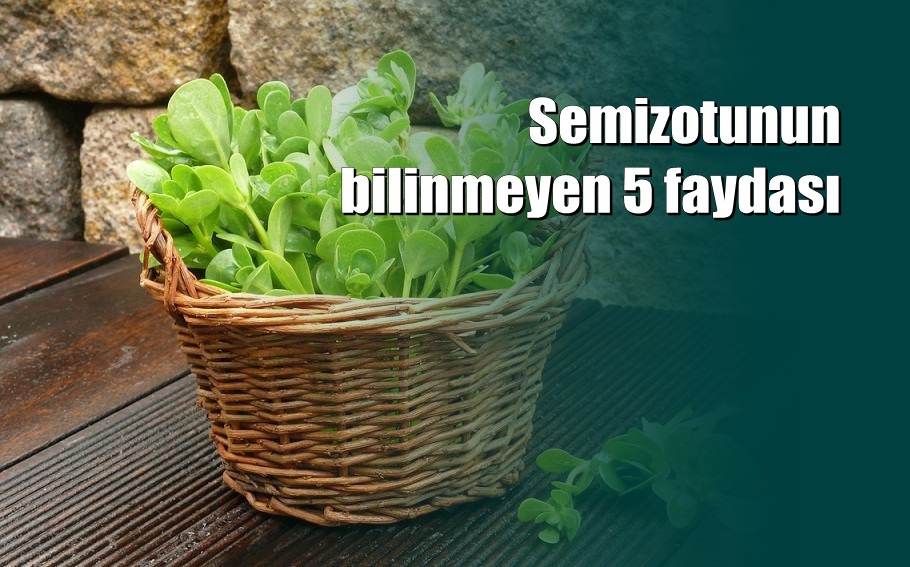 Semizotunun bilinmeyen 5 faydası 1