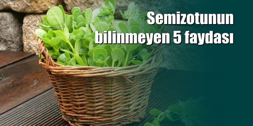 Semizotunun bilinmeyen 5 faydası