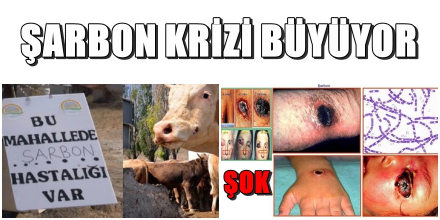 Şarbon nedir,belirtileri ve nasıl önlem alınır ? 1