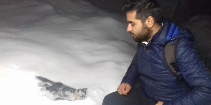 Hakkari’de Sokak Kedisi Donarak Öldü