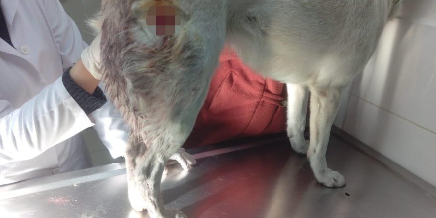 Hatay'da Sokak Ortasında Köpeği Bıçakladı