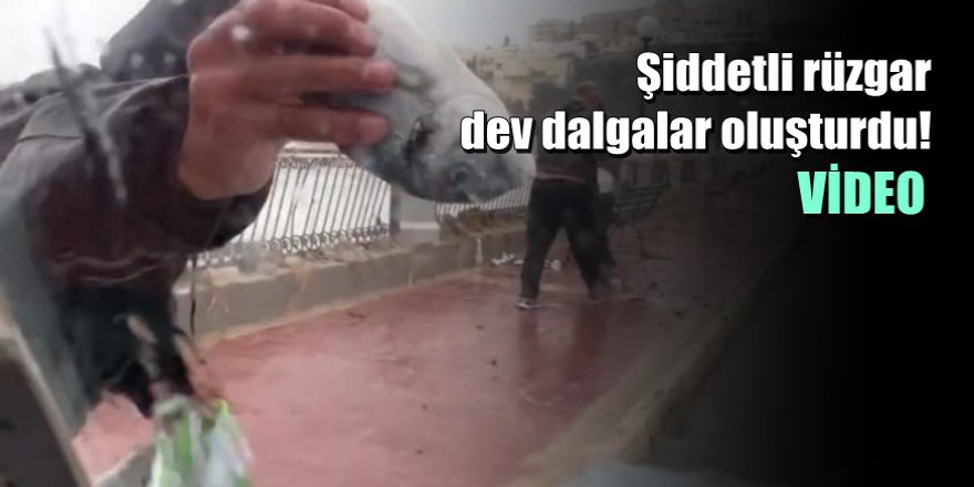 Fırtınada Balıklar Karaya Vurdu