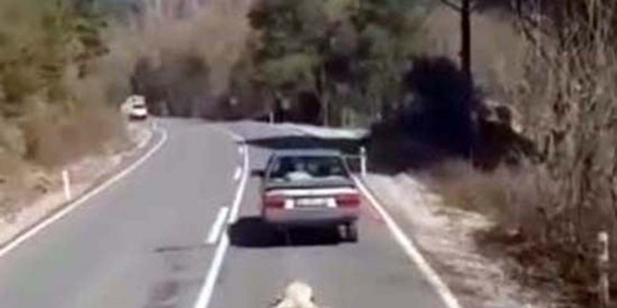Köpeğini Arabanın Arkasında Sürükleyen Cani Serbest Bırakıldı