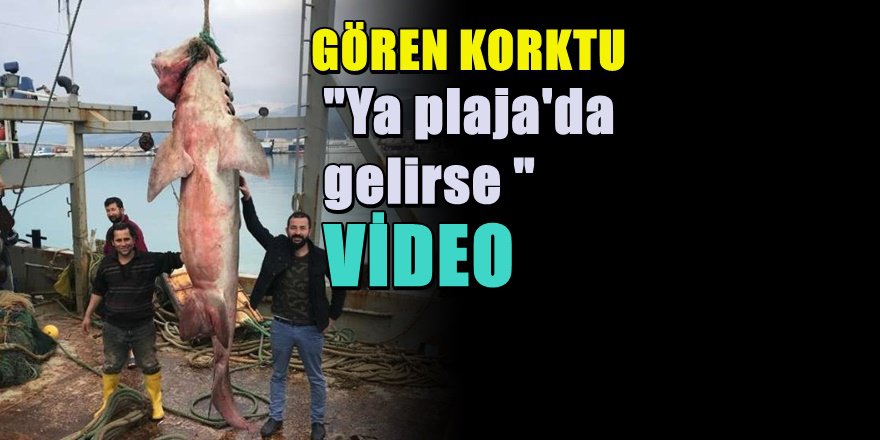 Antalya'da Balıkçıların Ağına Dev Köpekbalığı Takıldı