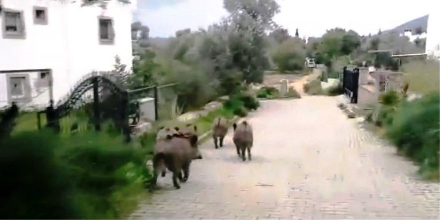 Bodrum Kent merkezini Domuzlar Bastı