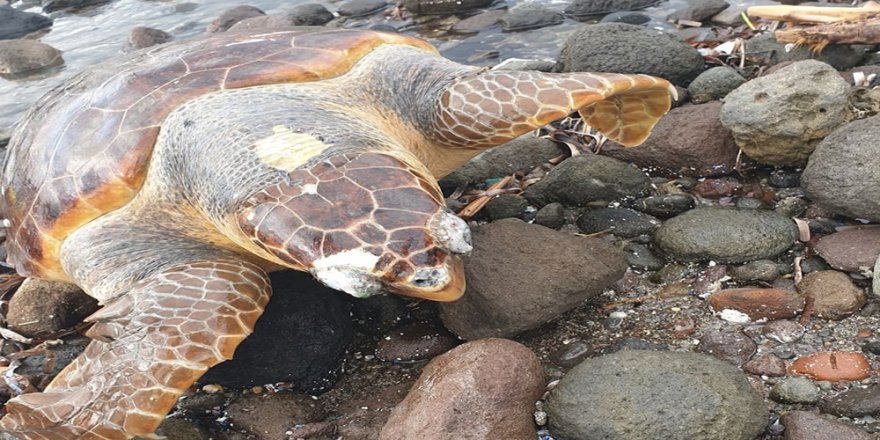Bodrum’da Ölü Caretta Caretta Karaya Vurdu