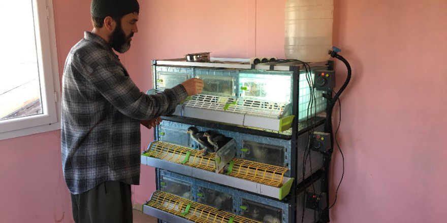 Adana'da Ki Değerli Tavuk
