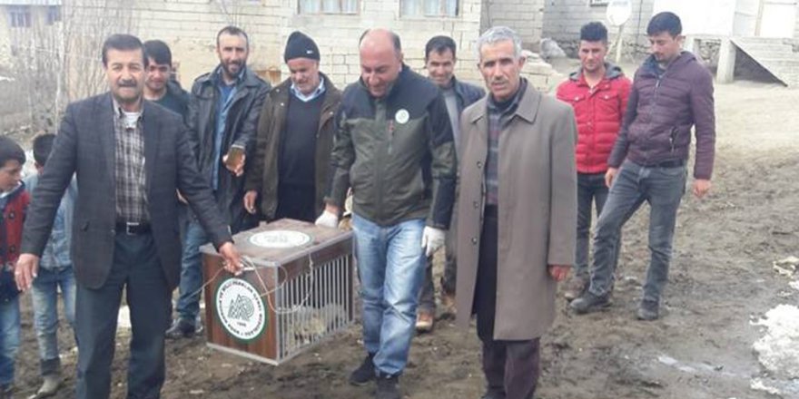 Yaralı Tilki Tedavi Altına Alındı