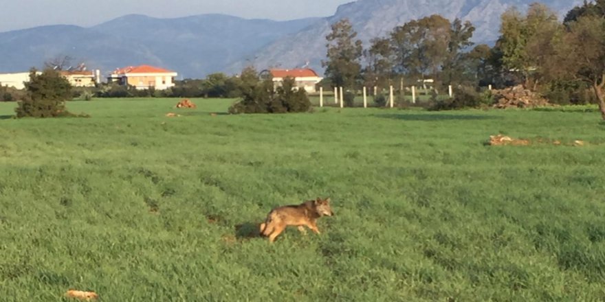 Antalya'da Kaçan Kurt Böyle Görüntülendi