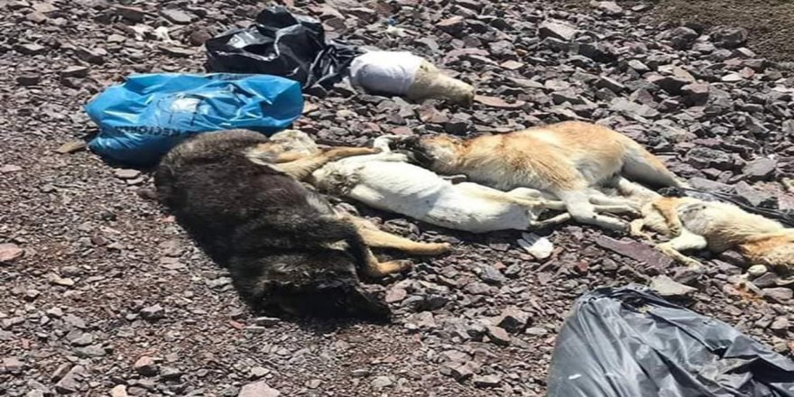 Ankara’da Bir Başka Köpek Katliamı Daha