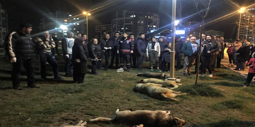 Köpek Katliamı Soruşturmasında Sıcak Gelişme