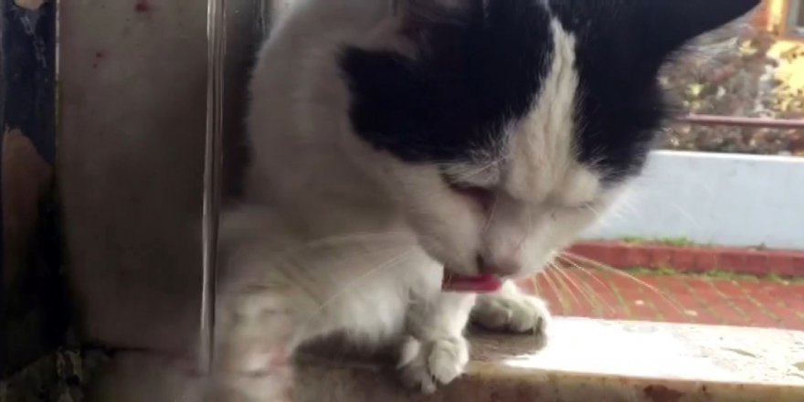 Cami Bahçesinde Yaşayan Kedi Görüntüleri İlgi Odağı Oldu
