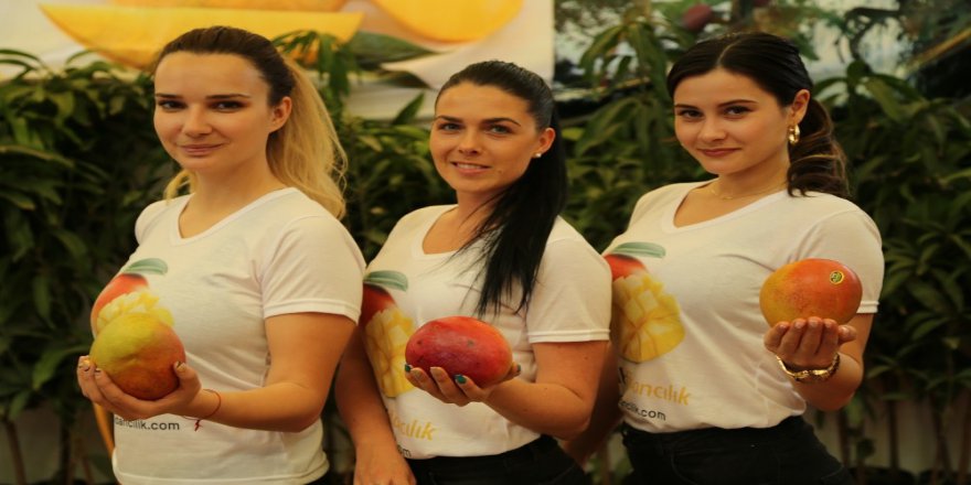 Tanesi 30 Lira Olan Mangonun Fidanı Da Kapış Kapış Satılıyor