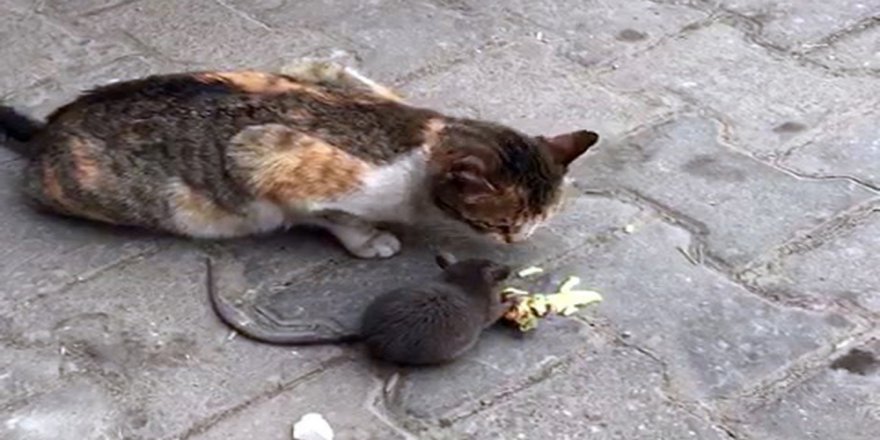Denizli'de Kedi İle Fareyi Birlikte Görenler Şok Oldu