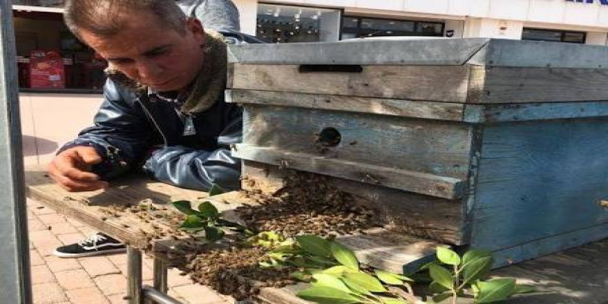 Antalya'da Oğul Veren Arılar İlçeyi Karıştırdı