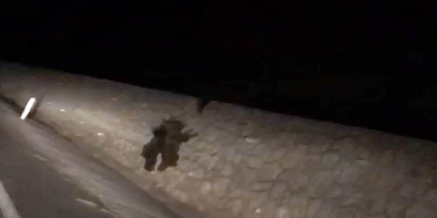 Sakarya'da Ayılar Yollara İndi