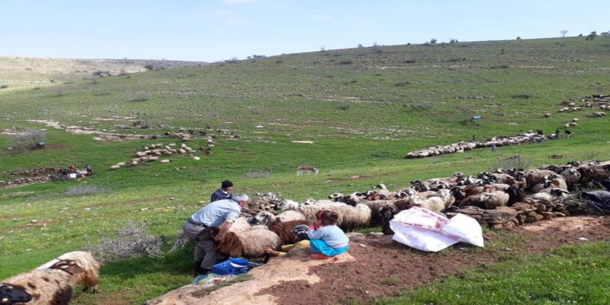 Diyarbakır'da Kuduz Paniği