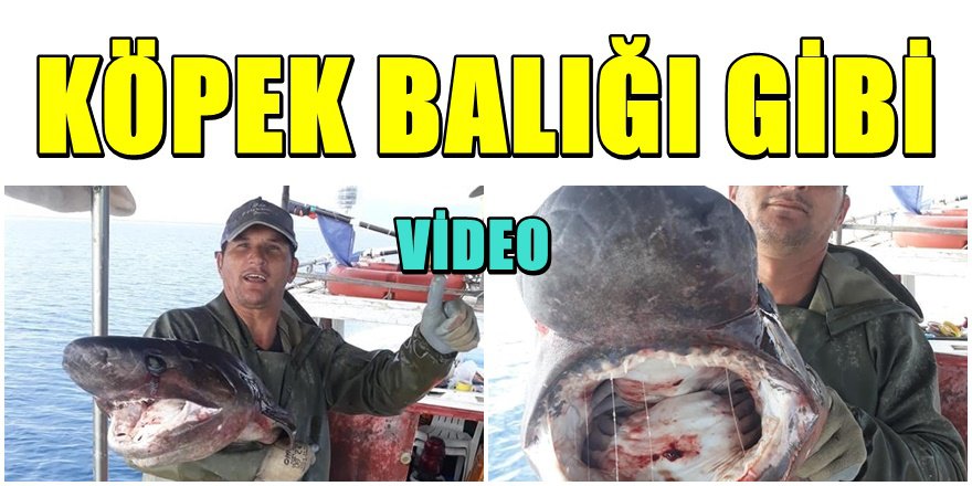 Antalyalı Balıkçılar Dev Balık yakaladı