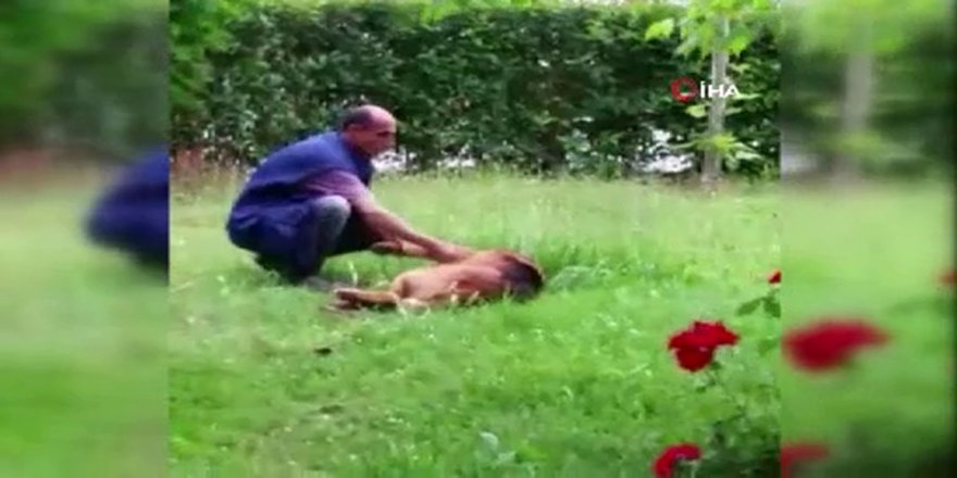 Belediye İşçisi İle Sokak Köpeğinin İç Isıtan Görüntüleri