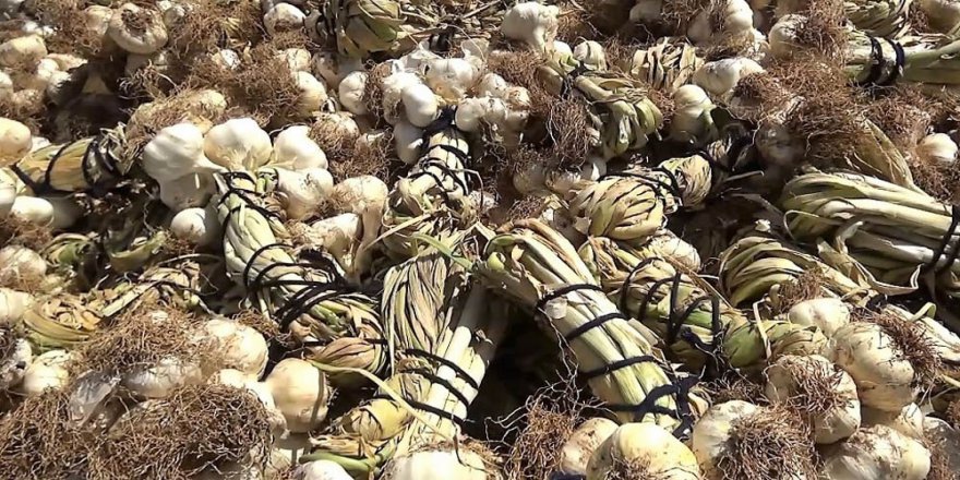 Kahramanmaraş’ta Sarımsak Hasadı Başladı