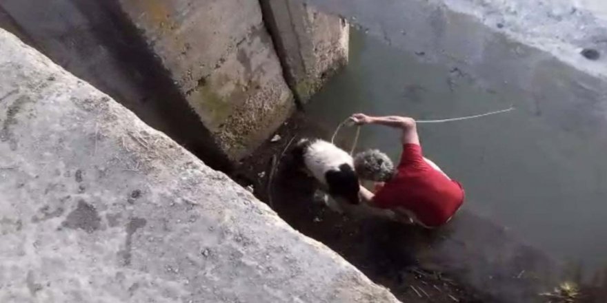 Köpeğin Can Pazarı