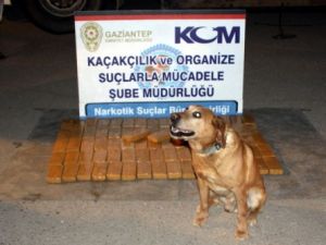 Yurdum insanı!