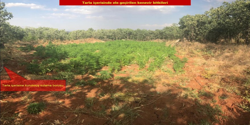 Diyarbakır'da Dev Esrar operasyonu