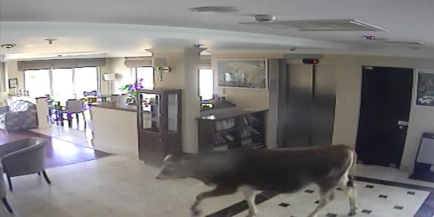 Otele Girmek İsteyen İnek Renkli Görüntüler Oluşturdu