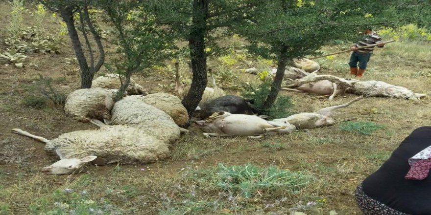 Denizli’de Üzerine Yıldırım Düşen 15 Koyun Telef Oldu