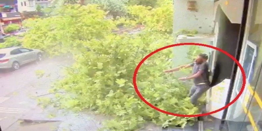Kocaeli'nde Asırlık Çınarın Devrilme Görüntüleri Kamerada
