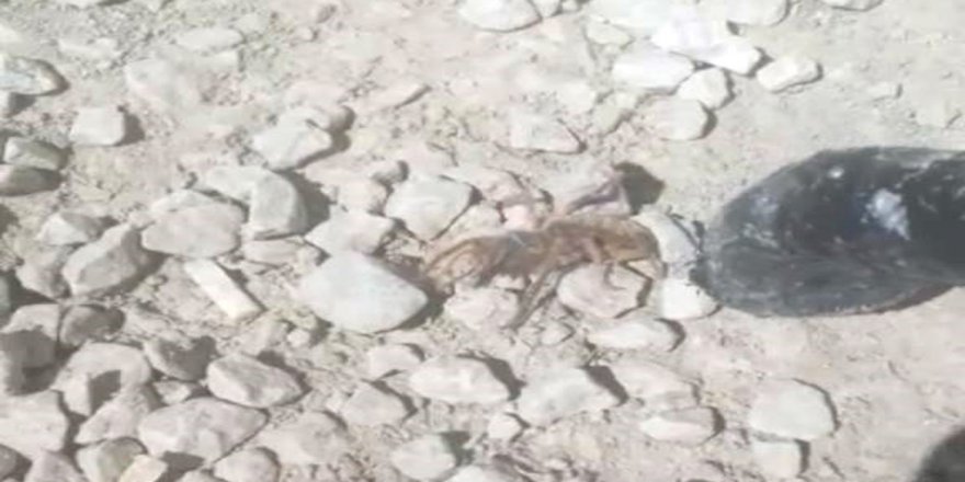 Yüksekova’da Sarıkız Örümceği Görüldü