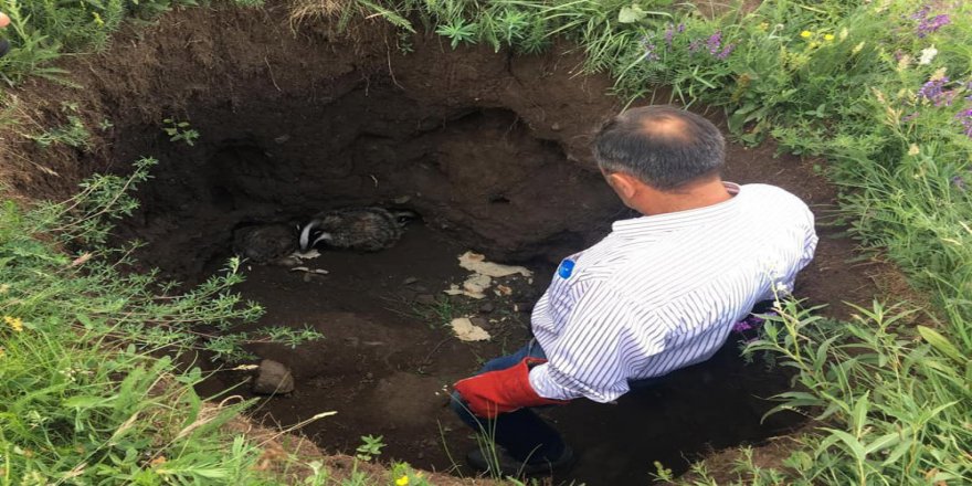 Kars’ta Tedavileri Tamamlanan Porsuklar Doğaya Bırakıldı