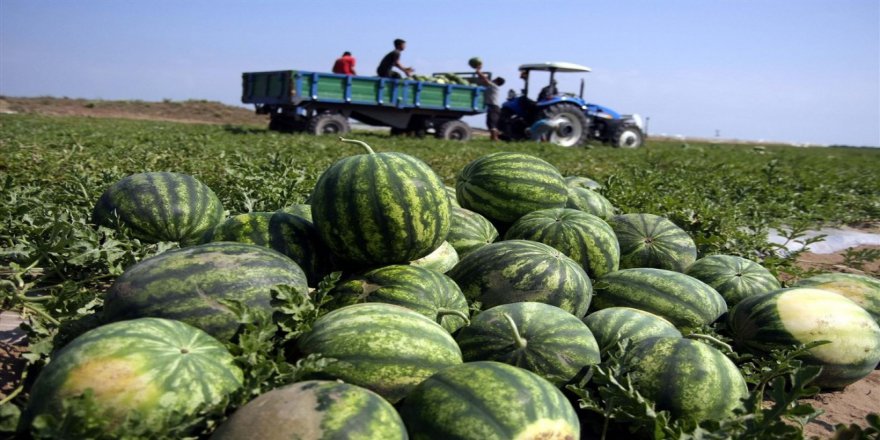 Antalya’da Karpuz Üretimi 500 Bin Tona Ulaştı