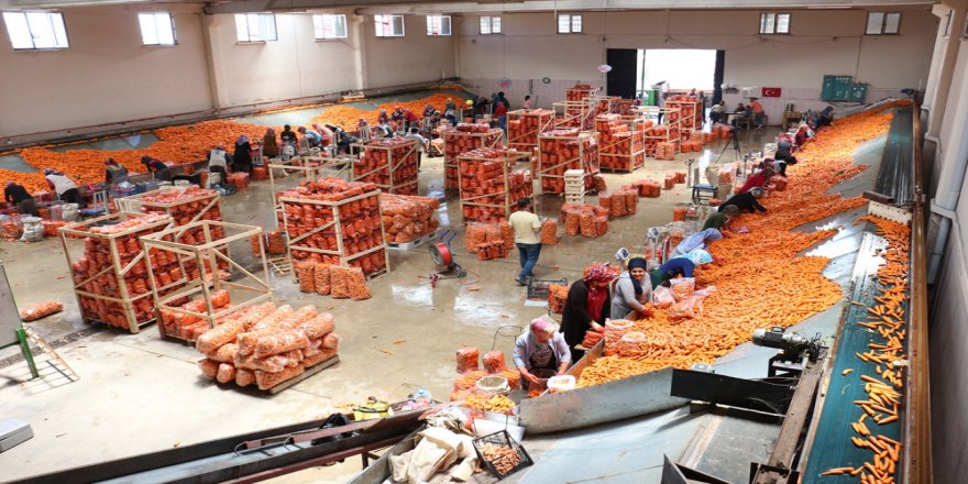 Konyalı Çiftçiden İhracat Seferberliği