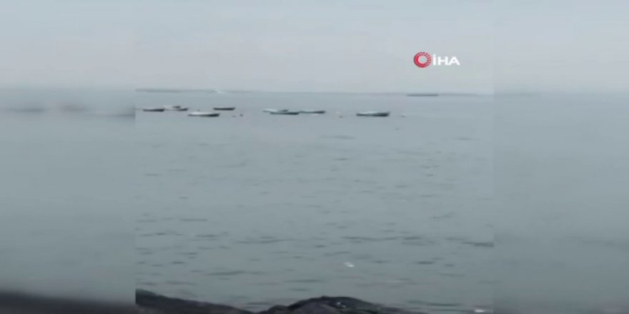 Yunusların Denizdeki Gösterisi Kamerada