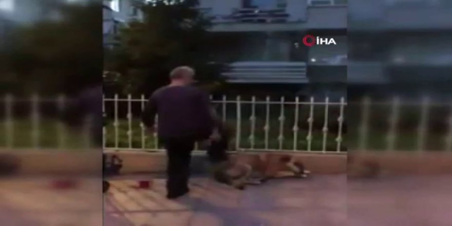 Köpeğe Tekme Atan Şahıs Kamerada