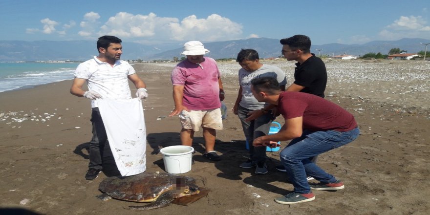 Kumluca Sahilinde Yaralı Caretta Caretta Bulundu