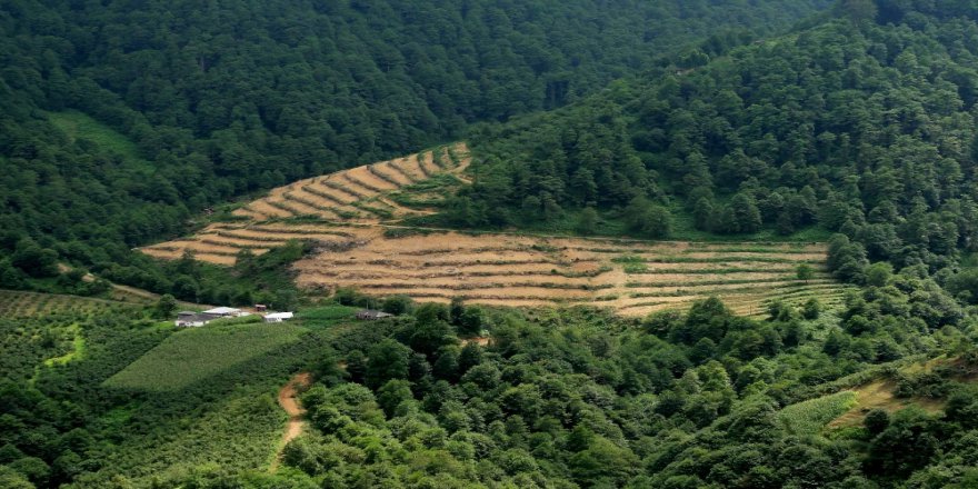Bir Yılda 255 Milyon 433 Bin Fidan Toprakla Buluştu