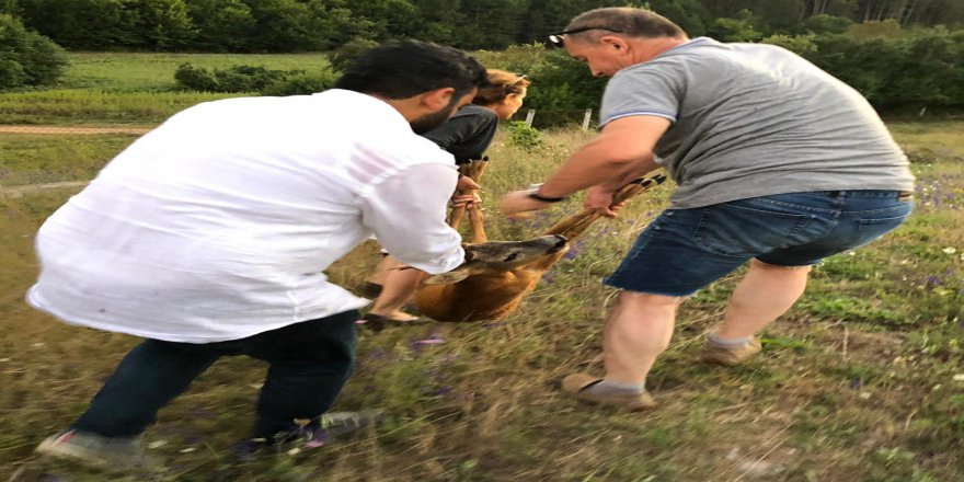Bahçe Tellerine Takılan Yavru Karacayı Vatandaşlar Kurtardı