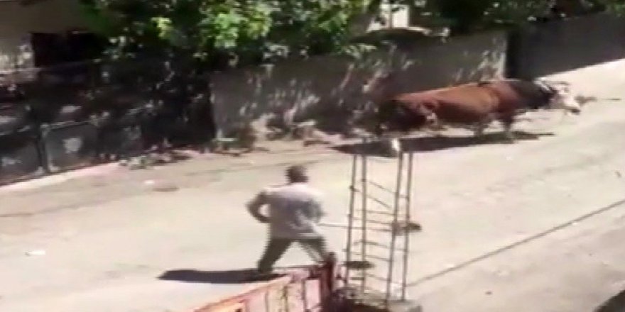 Kızgın Boğa Yanına Kimseyi Yaklaştırmadı