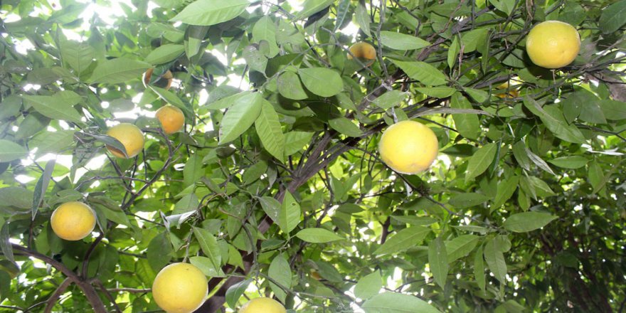 Yalova'da Şaşırtan Portakal Ağacı