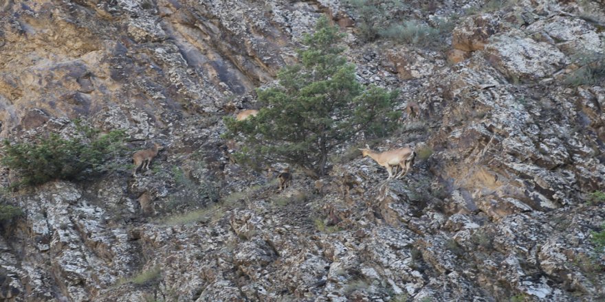 Artvin’de Yaban Keçisi Sürüsü Kameralara Yakalandı